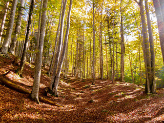 Autumn trees in the forest, nature scenery