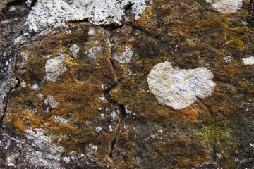 lichen on rock
