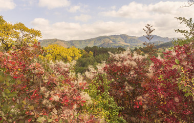 Fototapeta na wymiar Colorful autumn bushes and trees on the background of the mountain landscape.Northern Caucasus.