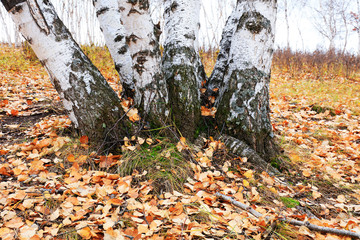 Silver birch in the wild