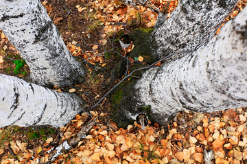 Silver birch in the wild