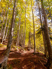 Autumn trees in the forest, nature scenery