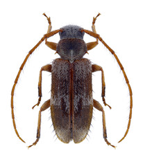 Beetle Exocentrus lusitanus on a white background