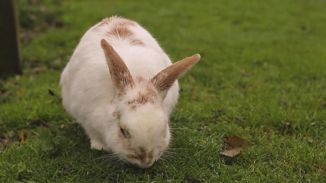 White rabbit with red spots eats grass on the lawn