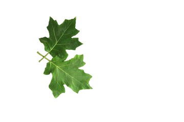 Green leaves of  Eggplant isolated on white background.
