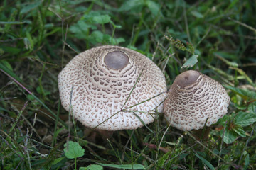 Parasol mushrooms in the forest. Macrolepiota procera
