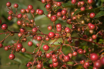 Close-up of Nandina domestica bush with red berries. Heavenly bamboo in the garden on a sunny day
