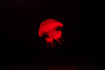 jellyfish in the aquarium