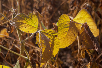 Close-up of a golden dry soybean field in the italian countryside. Dry soybean plants in a sunny day