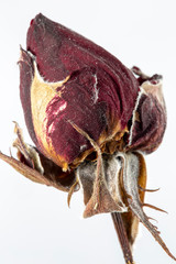Rose red bud dried extrme close-up macro blurred shallow depth of field