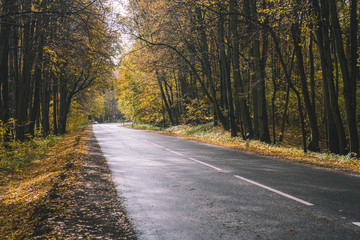 Autumn road in the forest
