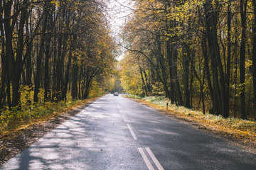 Autumn road in the forest