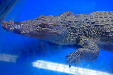 Chinese alligator head