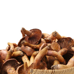 Fototapeta premium boletus mushrooms on white background