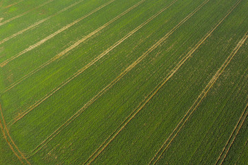 Aerial view of agricultural field.  Green fields aerial view before harvest at autumn. Background image of lush grass field under blue sky.