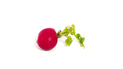 Fresh isolated radish on white background.