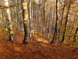 Obraz premium Autumn trees in the forest, nature scenery