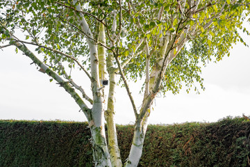 Newly installed, 4K WiFi IP Security camera using integral Solar Panel for complete wire free operation. Installed high up in a Silver Birch tree in a garden.