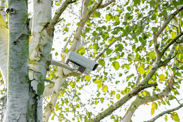 Newly installed, 4K WiFi IP Security camera using integral Solar Panel for complete wire free operation. Installed high up in a Silver Birch tree in a garden.