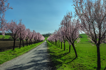 Obraz premium Canavese