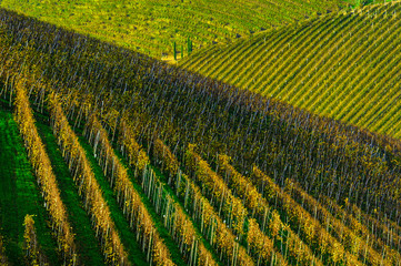 Langhe: vigneti di Barbaresco n. 1