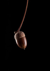acorn closeup on a black background