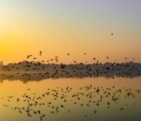 Pigeons flying over the lake sunrise