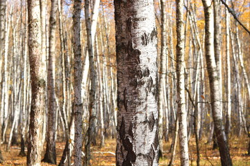 Obraz premium beautiful scene with birches in yellow autumn birch forest in october among other birches in birch grove