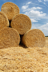 Rundballen aus Stroh liegen auf einem abgeernteten Getreidefeld