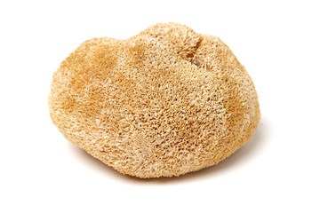 hericium erinaceus on white background