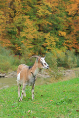 Naklejka na ściany i meble goat grazing in a green meadow against the backdrop of autumn vegetation.