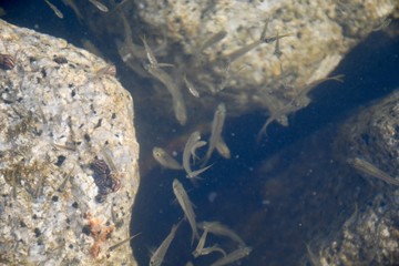 fish in aquarium