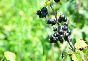 Black currant harvest. Ripe fresh black currant
