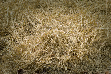 Dry straw background
