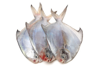 fresh pomfret isolated on a white background 