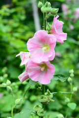 Malva or mallow bloom. Malva Sylvestris. Blooming musk mallow (Malva alcea, vervain mallow or hollyhock mallow)