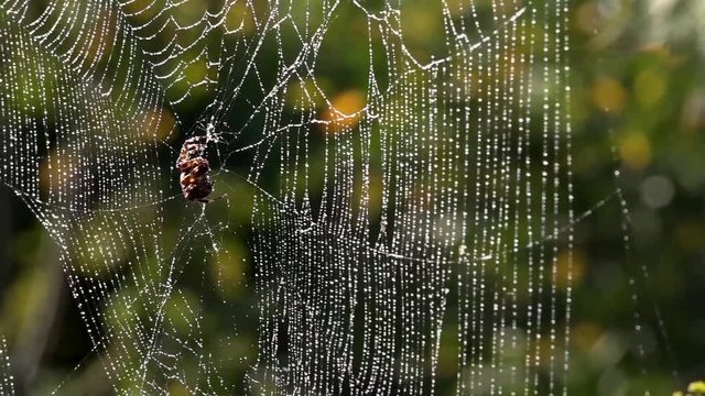 Web in dew drops.Spider in the morning sun.Web weaving.The process of catching insects in spider webs.Light bokeh.Backlight.The movement of the spider.Rain permeates the land of the spider.A light bre