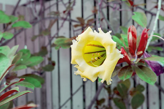 Solandra grandiflora flower