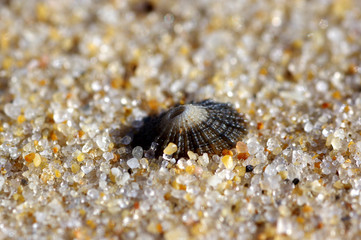 coquillage
