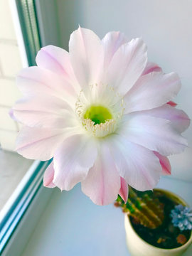 Beautiful cactus flower blooming, small plant for home decor. Flower of a home cactus Trichocereus whitening. A flower of blooming succulent.