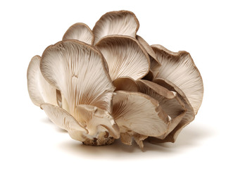 oyster mushroom on white background