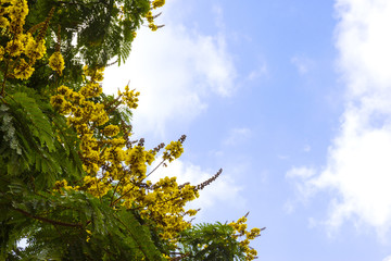 Peltophorum pterocarpum tree