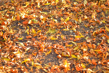 autumn leaves on the ground