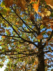 Herbstbaum mit bunten Blättern