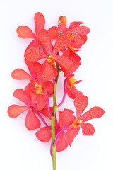 Fototapeta na wymiar Closeup Thai red orchid in white background