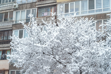 Branches of a large tree are covered with snow against the background of a multi-storey building. City courtyard is densely covered with snow.