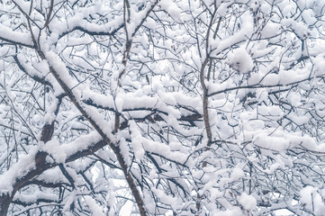 Snow covered tree branches. Urban yard densely covered with snow.
