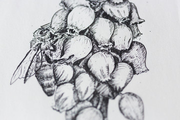 Manually made black and white graphic drawing of Muscari flower and the bee in sketchbook