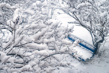 Snow covered tree branches and an old bench. Urban yard densely covered with snow.