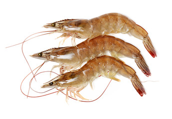 shrimps on a white background 
